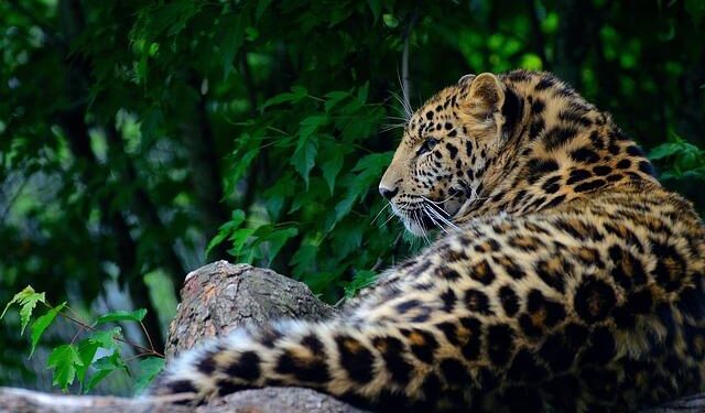 Uzbekistan: Should wild animals be kept in zoos? – CABAR.asia