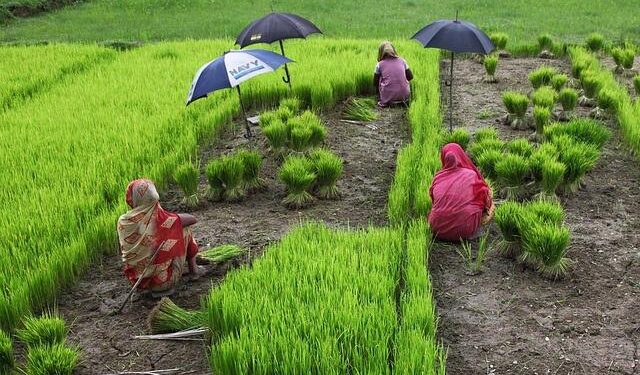 Bangladesh: Yunus govt makes another SHOCKING move, takes this step against teachers who supported Sheikh Has – India.com