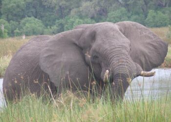 The vanishing trail of Sri Lanka’s iconic tuskers calls for urgent action – Mongabay.com
