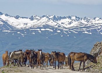 Free societies are good for business says UN rights chief, wrapping up visit to Kyrgyzstan – UN News