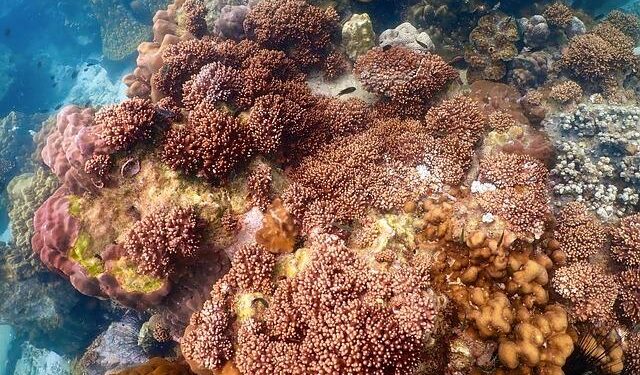 New portable system to aid coral reef restoration goes remote in the Maldives – The Australian Institute of Marine Science