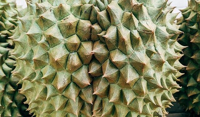 Indonesia prepares direct durian exports to China – FreshPlaza.com