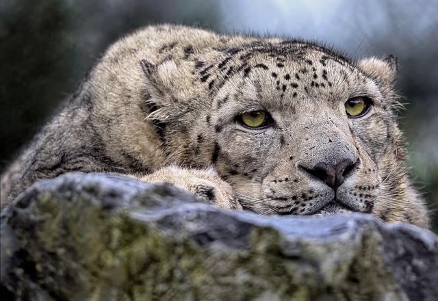 Advanced Techniques for Monitoring Snow Leopards