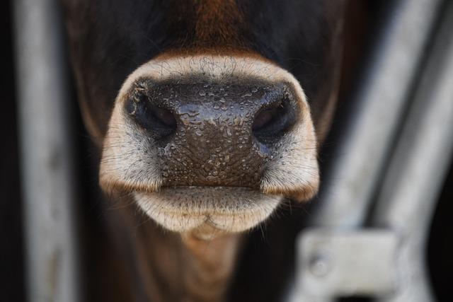 Economic Impact of Dairy Cow Imports on Local Farmers
