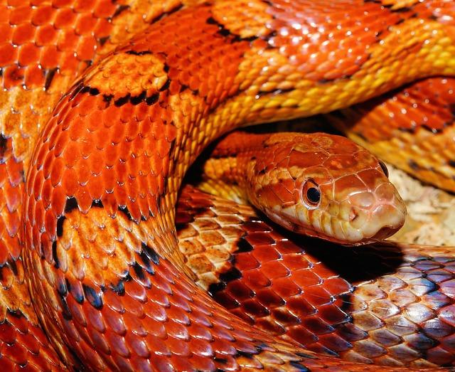 Unbelievable Snake Discovery Shakes Thailand