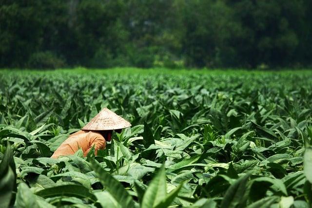 Boosting Farmers' Market Access