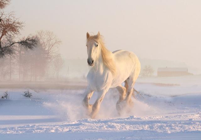 Economic Significance Of The Horse Auction: Investment Opportunities For Local And Global Markets