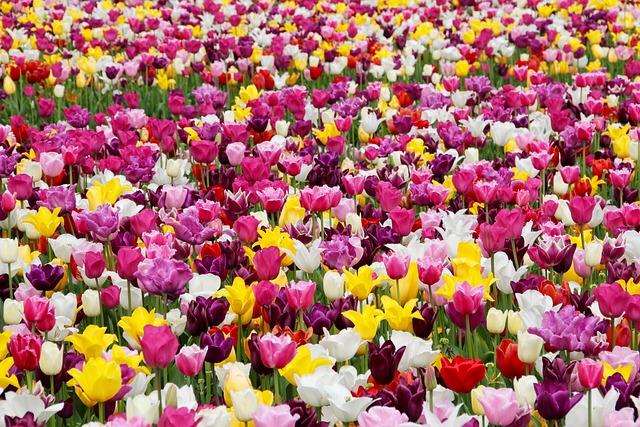 Kashmir's Majestic Tulip Garden: A Floral Masterpiece