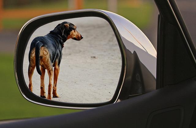 Exploring Root Causes Behind Animal Cruelty