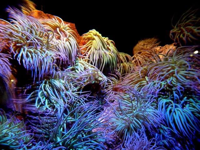 Underwater Wonders: Snorkeling Adventures in the Philippines