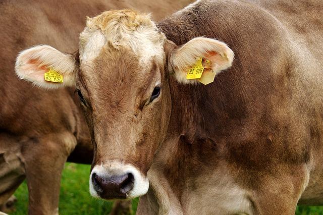 Food Security Enhancement via Imported Cattle Influx In Indonesia