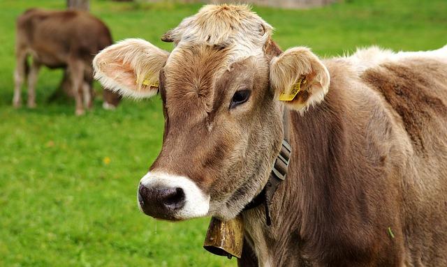 Evaluating Nutritional Profiles of⁤ Common Feedstuffs in Southeast⁤ Asia