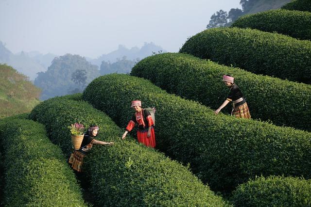 Move over Thailand; fastest-growing Vietnam is India’s new travel playground - The Economic Times