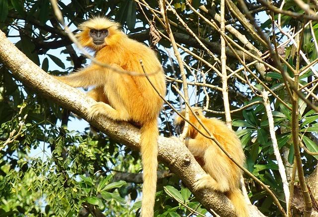 Crisis Meets Opportunity Understanding Challenges Facing Golden Langurs