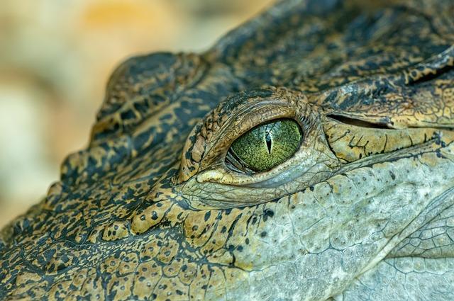 Challenges Faced During Reintroduction Efforts