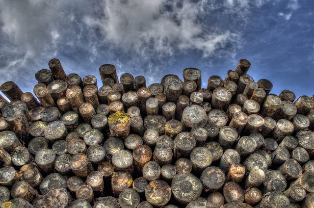 Consequences of Illegal Logging on Biodiversity & Local Communities