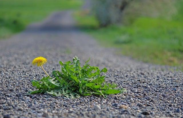 Insights from Survivors: Personal Accounts of Resilience & Bravery