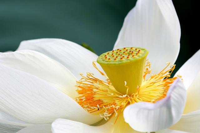 Discovering Luxury at The White Lotus Villa