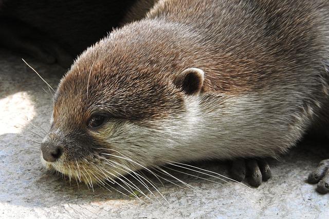 Asian Small-Clawed Otter Rediscovered in Nepal's Wetlands