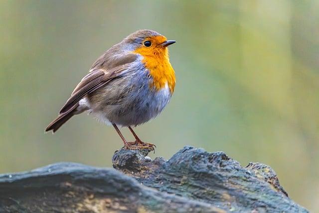 Consequences of Habitat Drainage on Local Wildlife