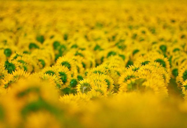Importance of Biodiversity Preservation