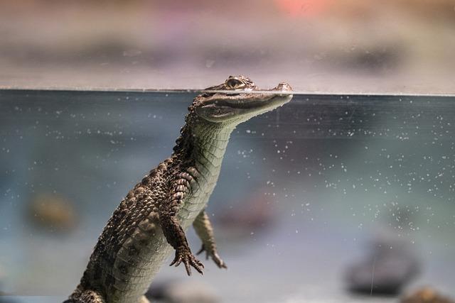 Active Conservation Initiatives for the Siamese Crocodile