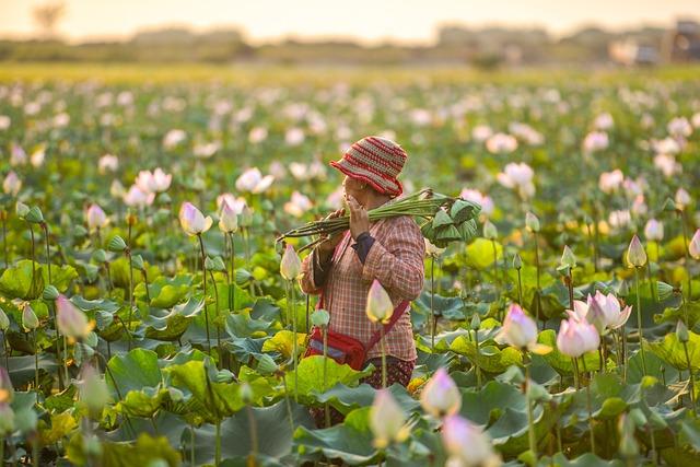 South Korea's Significant Aid to Cambodia - Construction & Property News