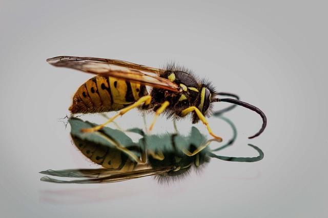 Understanding Environmental Impact of Invasive Hornets
