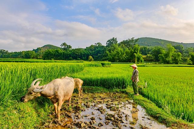 Executive Summary of Laos' Current Food and Economic Crisis
