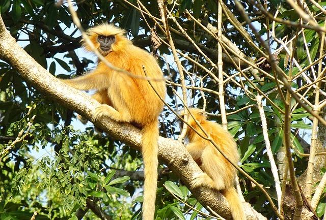 Indo-Bhutan Conservation Action Plan - Deccan Herald