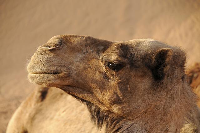 Challenges Confronting The Camel Wool Sector And Solutions Proposed To Overcome Them!