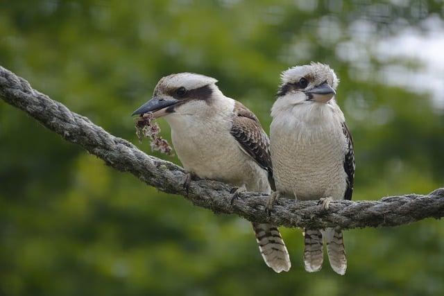 Expert Opinions Regarding Wildlife Invasion Within Urban Areas