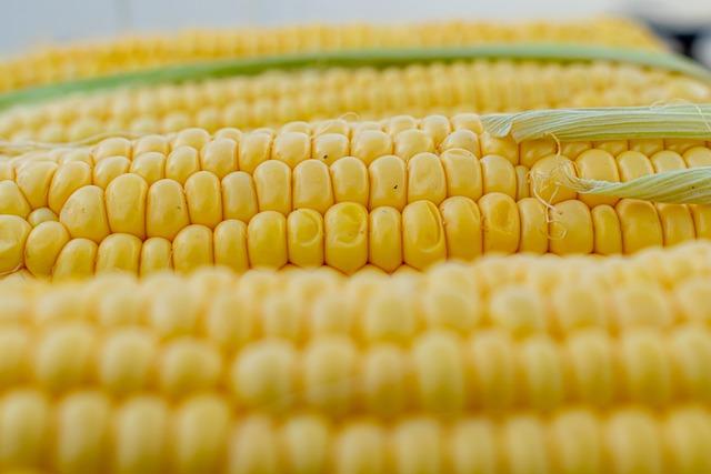 Market Dynamics within Corn Import Sector