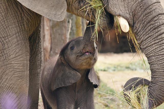 Legal Framework Surrounding Wildlife Conservation Efforts
