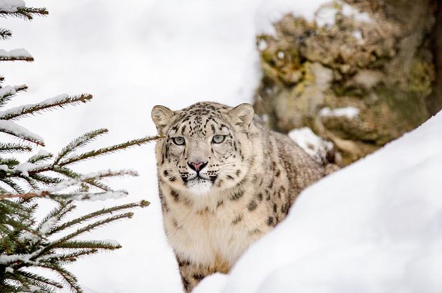 The Enigmatic Snow Leopard in Bhutan