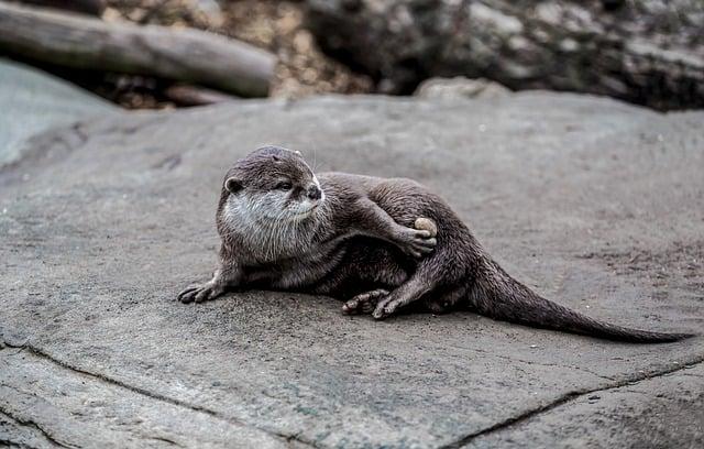 Ecological Importance Following Otters' Return
