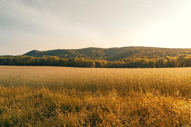 Economic Revival Through Orange Farming