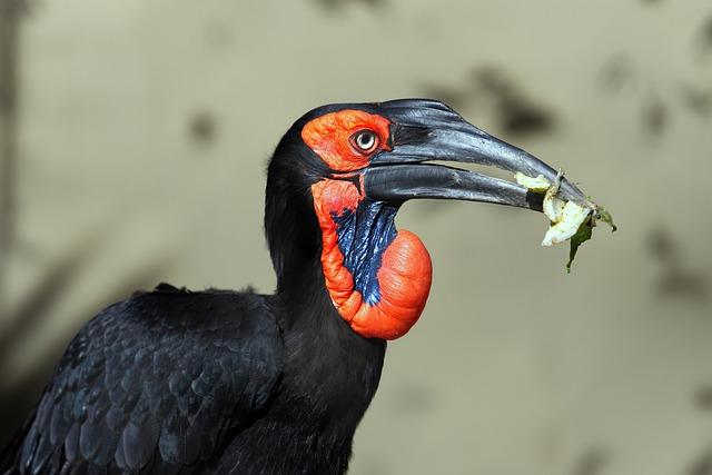 Exploring New Avian Discoveries in Indonesia