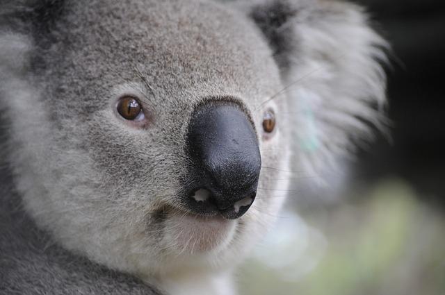Australia's Military Support to the U.S. in Yemen: An Overview of the Controversy