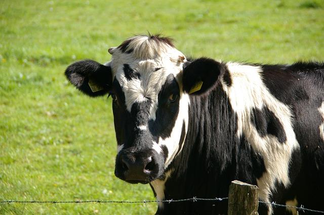 Expanding Indonesia's Dairy Capacity Through Cow Imports
