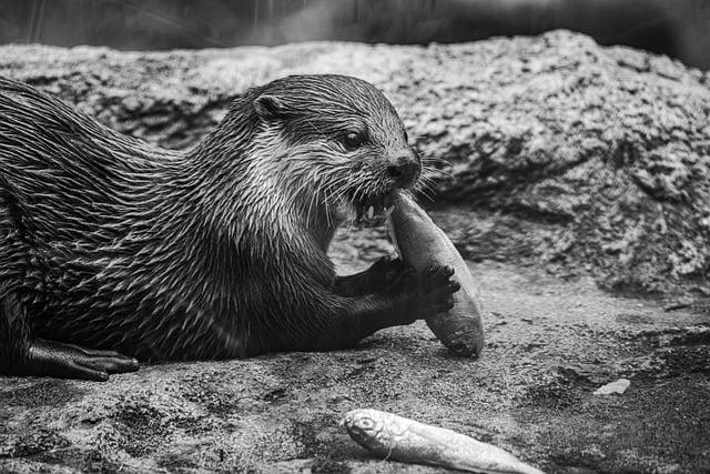 Challenges Facing Habitat Protection