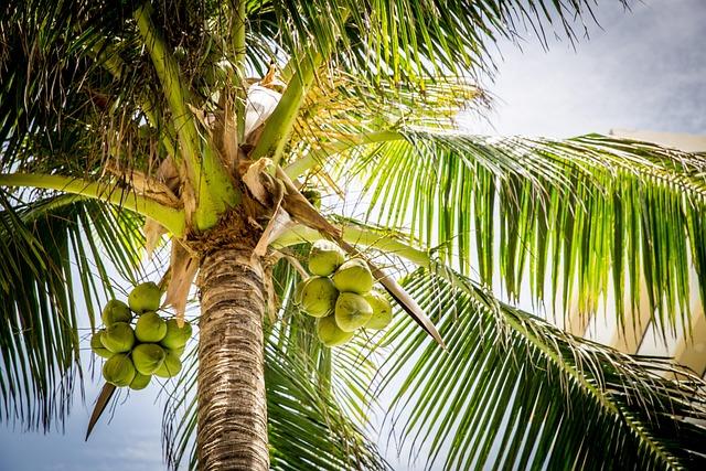 Coconut Shortage Triggers Layoffs at Indonesian Processing Firms