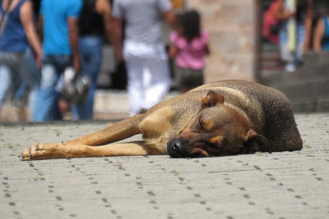 Consequences Of Animal Abuse On Communities And Wildlife