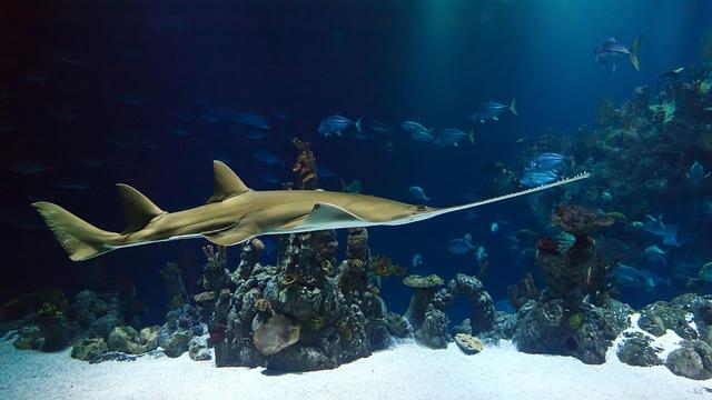 Impact on Local Marine Life Following Incident