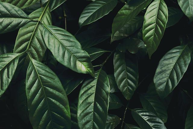 Understanding 'Law of the Jungle' Dynamics