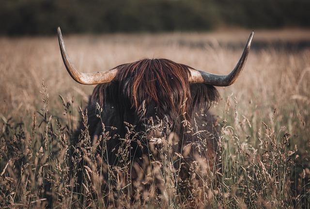 Innovative Waste Management: How a Japanese Town is Transforming Cow Manure into Clean Energy