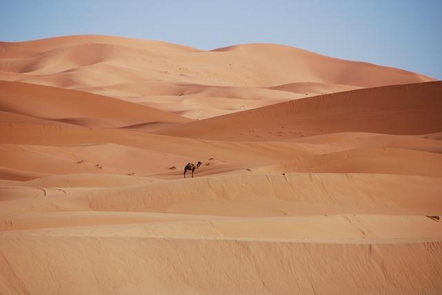 Global Market Potential for Camel Wool Products