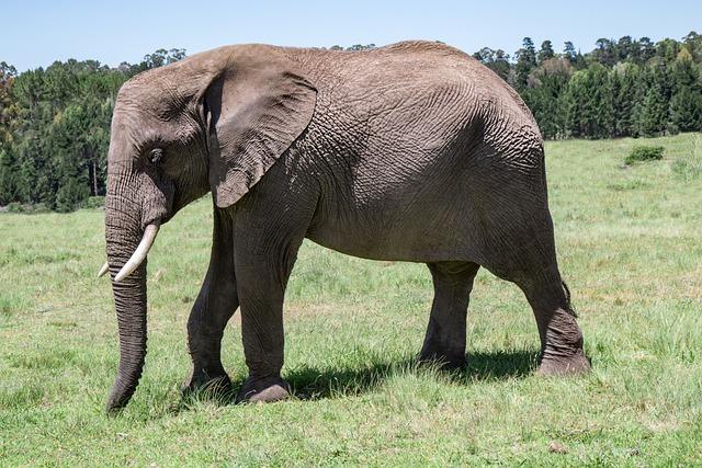 The Crisis Facing Sri Lanka’s Tuskers Amid Habitat Loss
