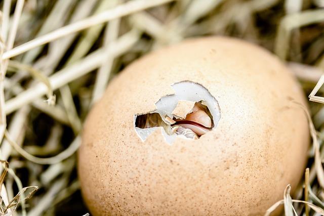 Assessing the Impact of US Egg Crisis on Global Markets
