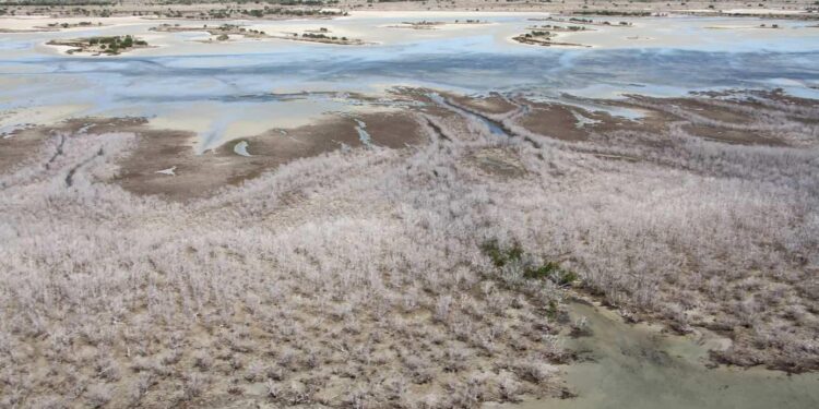 Mangrove dieback crisis in Maldives linked to sea level rise: Cusat study – Times of India
